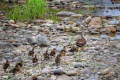 カルガモ親子の犀川散歩