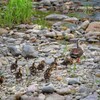 カルガモ親子の犀川散歩
