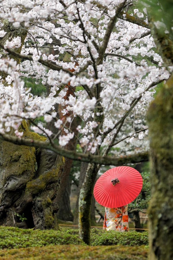 兼六園の春3