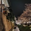 金沢城と夜桜