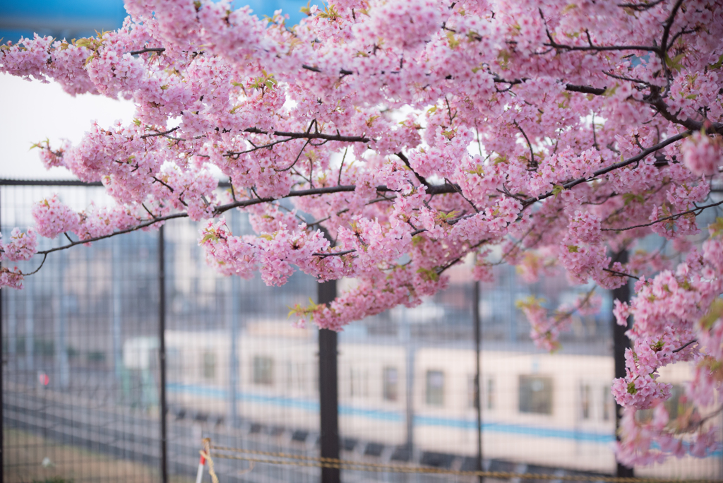 東西線と河津桜