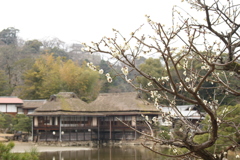 玄宮園の梅の花