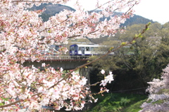 笠置駅の桜