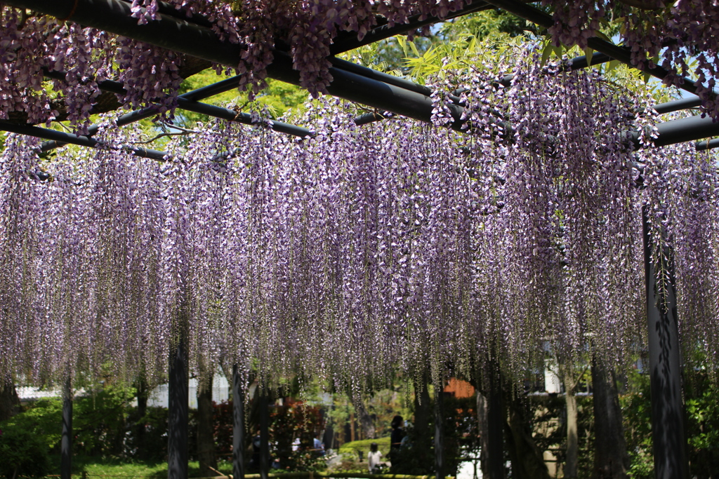 宇治の藤