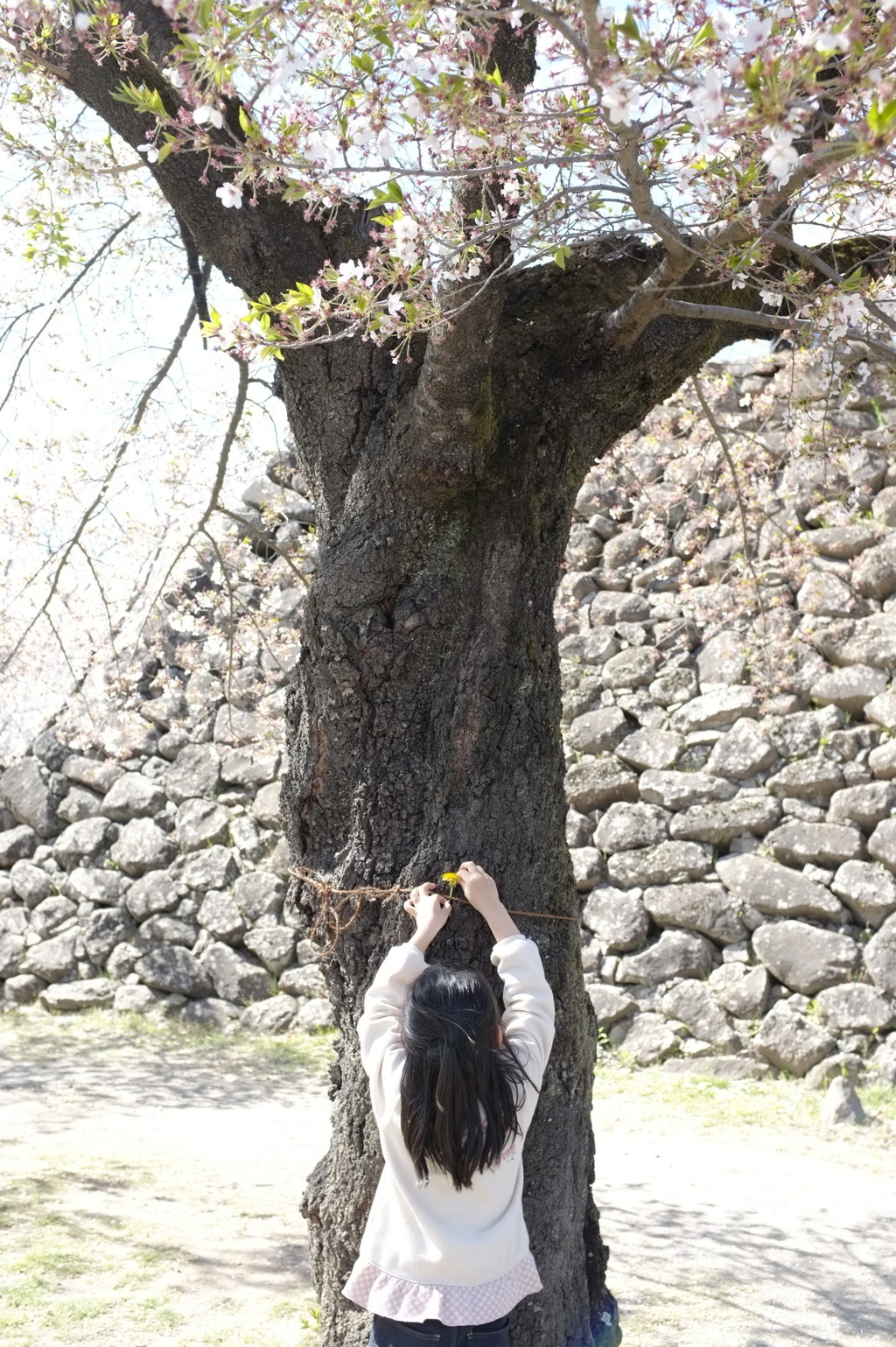 散り木に花を咲かせましょう