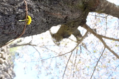 続・散り木に花を咲かせましょう