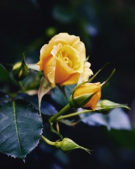 薔薇