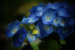 紫陽花