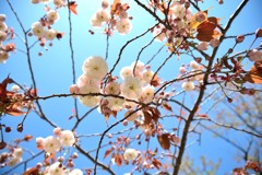 下から桜
