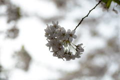 一輪桜