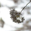 一輪桜