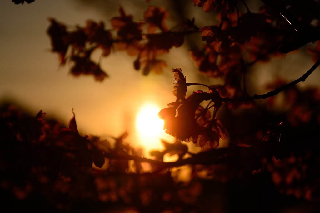 朝焼け桜