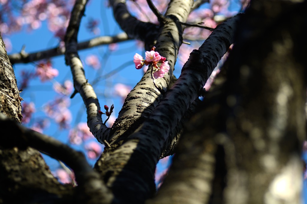 恥ずかしがり桜