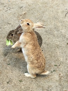 ちょーだい❣️