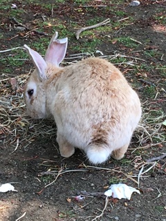 うさぎのシッポ