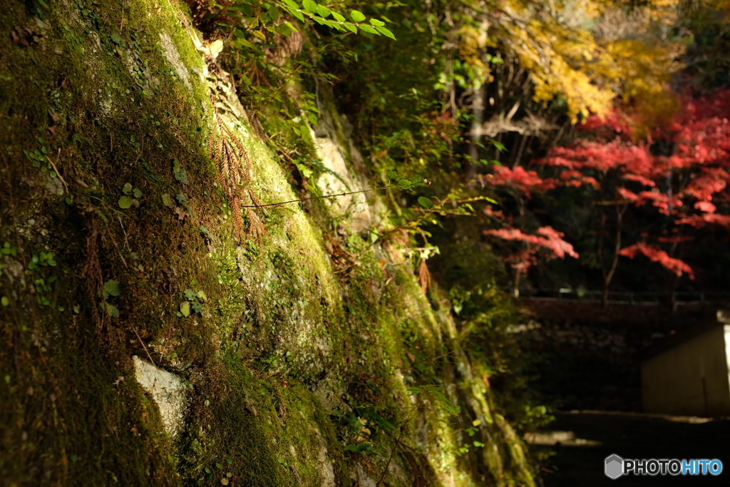 石垣と紅葉