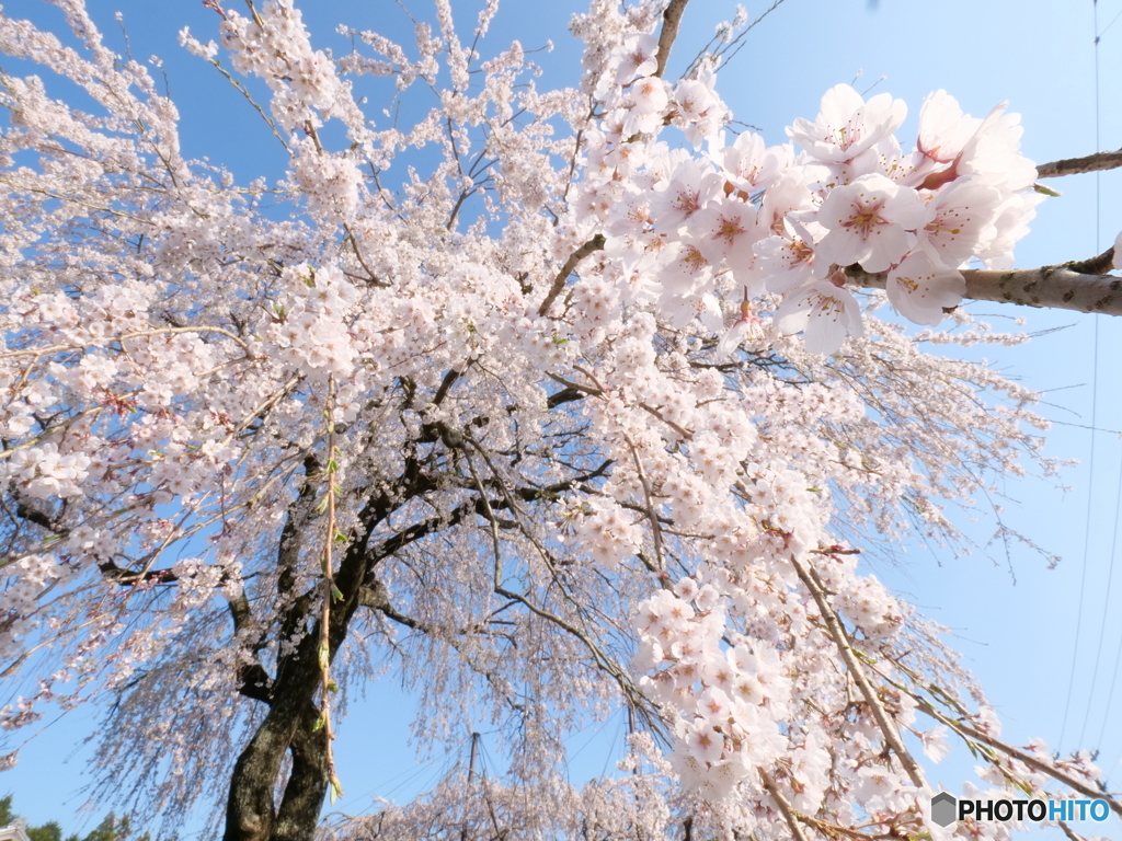 桜シャワー