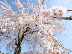 桜シャワー