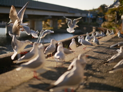 駅と海鳥