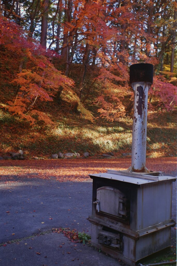 燃えるような紅葉も最後は燃える