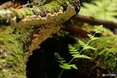 シダとキノコと苔と