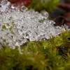 苔と初雪