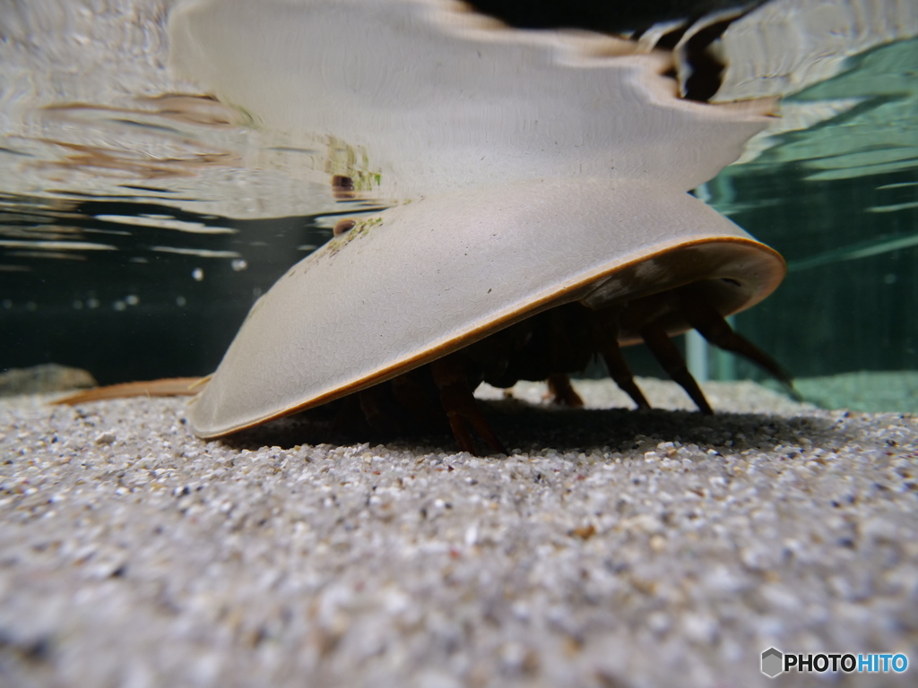 ヘルメット生物