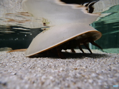 ヘルメット生物