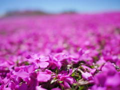 茶臼山の芝桜