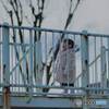 おねえちゃーん　帰ろうよー