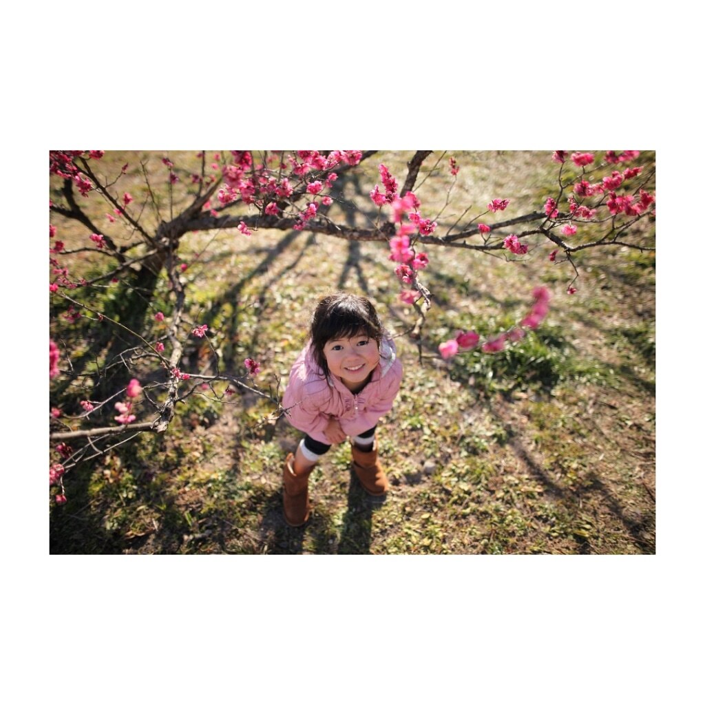 梅ブロッサム