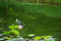 蓮と森