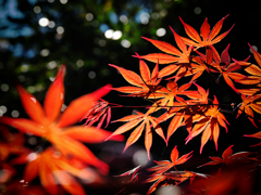 P4230860-Edit