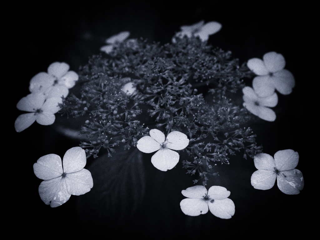 P6250208-Edit