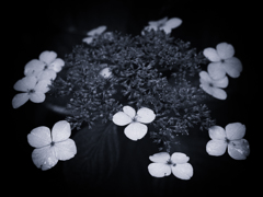 P6250208-Edit
