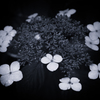 P6250208-Edit
