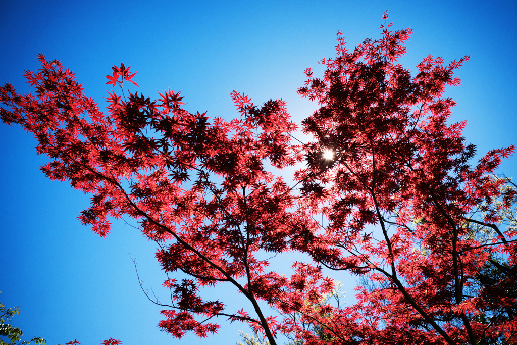 P4230825-Edit