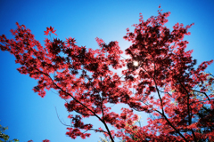 P4230825-Edit