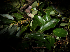 P9180453-Edit