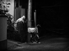 P5040008-Edit