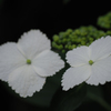 P6170020