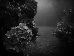 P6250274-Edit