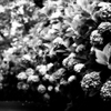 P6240084-Edit