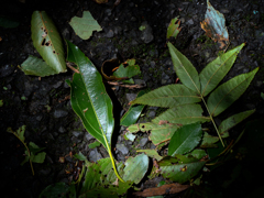 P9180366-Edit