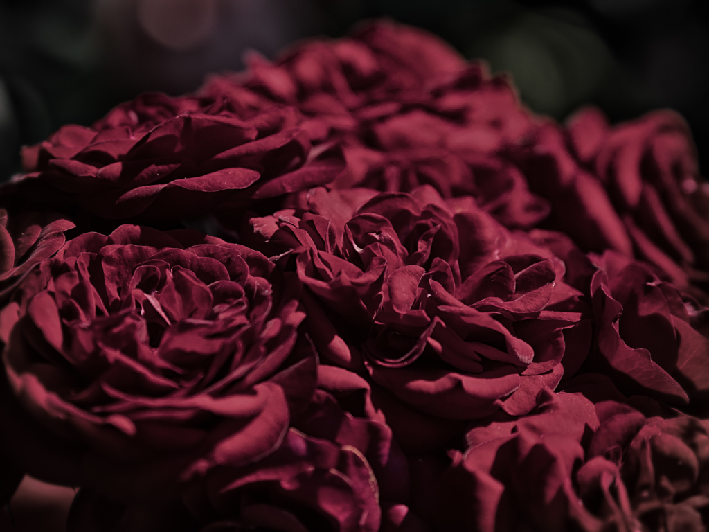 P5280495-Edit