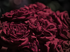 P5280495-Edit