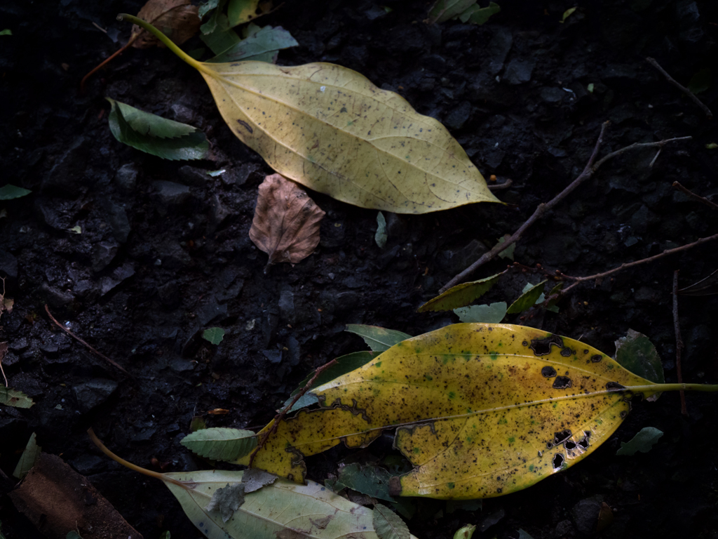 P9180478-Edit