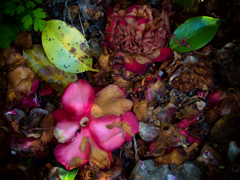 P4231049-Edit