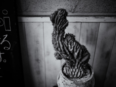 P2041337-Edit