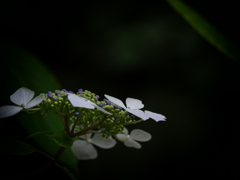 P6240011-Edit